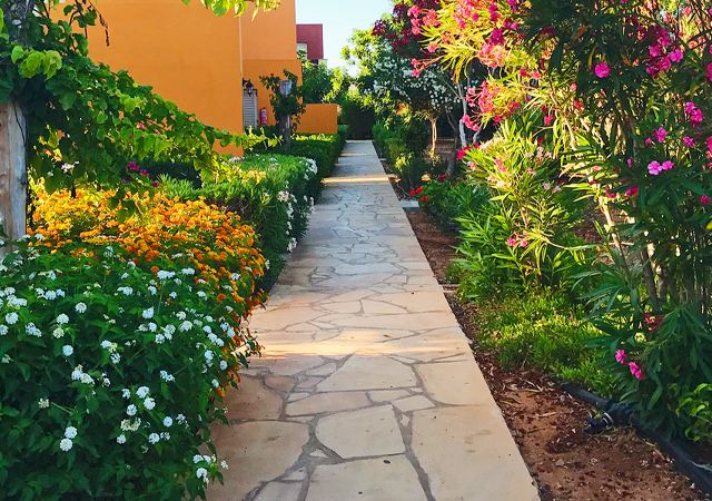 back garden